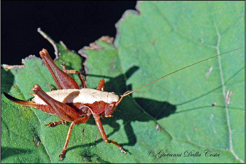 Pholidoptera griseoaptera e Poecilimon ornatus